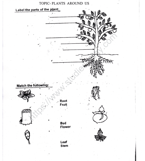 Cbse Class 1 Evs Plants Around Us Worksheet